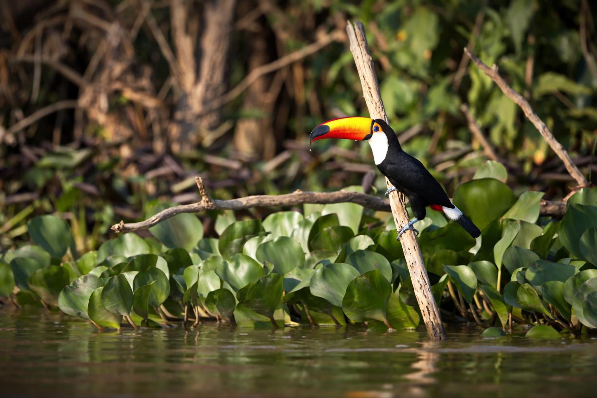 Caiman Lodge - Cuyabeno Nature Amazon Tour Dış mekan fotoğraf