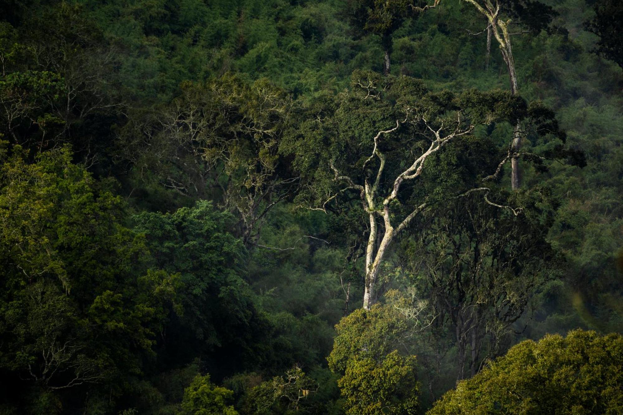 Caiman Lodge - Cuyabeno Nature Amazon Tour Dış mekan fotoğraf